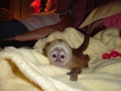 Capuchin monkeys baby for adoption