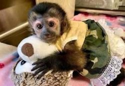 Hand raised male capuchin monkeys for sale.
