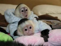 Baby girl capuchin monkey