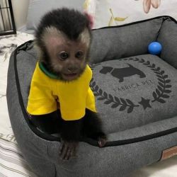 FREE adoption male/female capuchin monkey available.