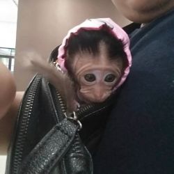 FREE adoption baby capuchin monkey available free adoption