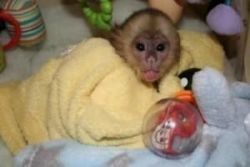 Adorable baby capuchin monkeys.,!=