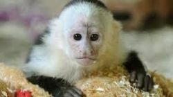 Amazing baby capuchin monkeys
