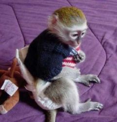 Sweet Babies Capuchin Monkey Ready.