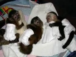 Well tamed baby capuchin monkeys