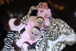 Cute baby Capuchin monkeys For Adoption