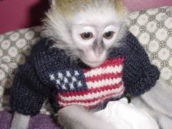 Cute Male/Female baby Capuchin Monkey