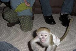 Gorgeous Capuchin Monkeys Now Available