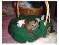 Cutest Pair Capuchin Monkeys Now Available