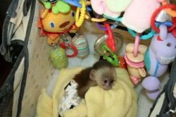 Get A Pretty Capuchin Monkey (xxx) xxx-xxx5