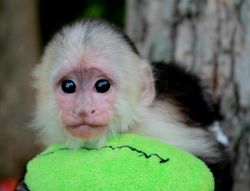Capuchin Monkeys Now Available