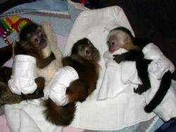 Capuchin Monkey For Good Homes