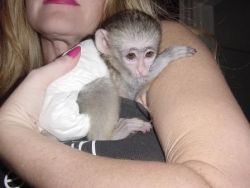 Home Trained Male And Female Capuchin Monkey