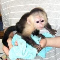 Well trained capuchin monkeys for loving homes