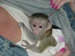 Adorable Tamed Capuchin Monkeys For Sale