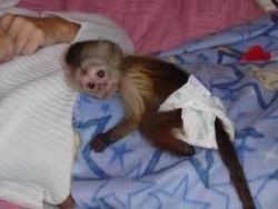 Capuchin monkey seeking for a caring home.