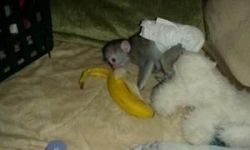 Cute Baby Capuchin Monkey For Rehoming