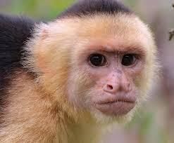 Friendly Capuchin monkeys for sale.