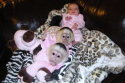 Twin pair of capuchin monkeys available for free