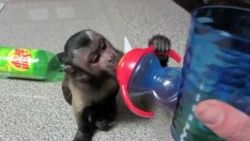 Baby Capuchin Monkeys Seeking Forever Homes