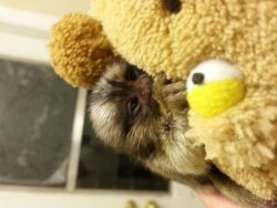 Adorable pet monkeys to get home
