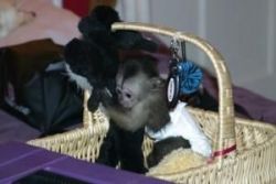 Three Months Old Capuchin Monkey