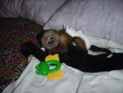 Wonderful Capuchin Monkey for Adoption