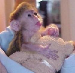 nate Marmoset Monkey for Sale