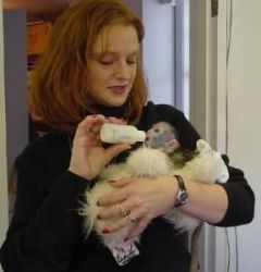 3 month old cappuchin monkey