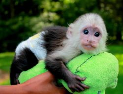 Register Capuchin Monkeys available