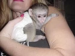 Marmoset and Capuchin Monkeys For Adoption