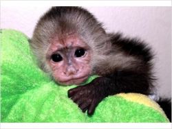 Cutes Baby Capuchin Monkeys For Adoption