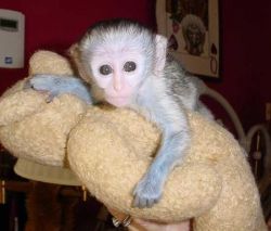fdfdTwo Well Trained Baby Capuchin