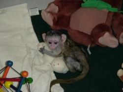 three months old Capuchin Monkeys
