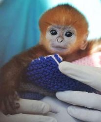 Baby Langur Monkeys For Adoption (xxx)xxx-xxxx