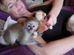 We have two lovely Capuchin monkeys