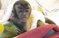 Cute Little Female Capuchin