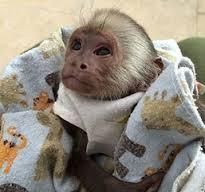 utiful Female Capuchin Monkey Available