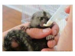 cuttest babies marmoset
