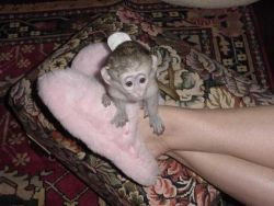 Sweet Male And Female Capuchin Monkeys Available