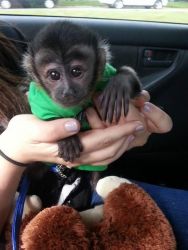 Cute Little Female Capuchin for rehoming