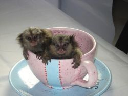 Two Well Trained Capuchin Monkeys