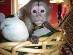well behaved Capuchin Monkey for adoption.