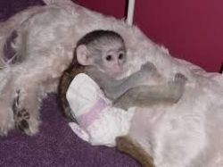 Very sweet and entertaining monkey.