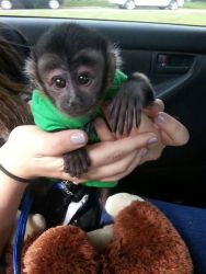 We Have Adorable Baby Capuchin Monkey