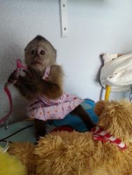 Female Capuchin monkeys available