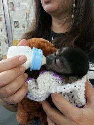 Capuchin Monkey for Adoption