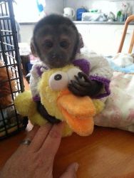 Cute And Lovely Baby Capuchin Monkey For Adoption
