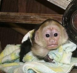 Capuchin, finger Marmoset baby