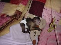 cute looking capuchin monkey for adoption